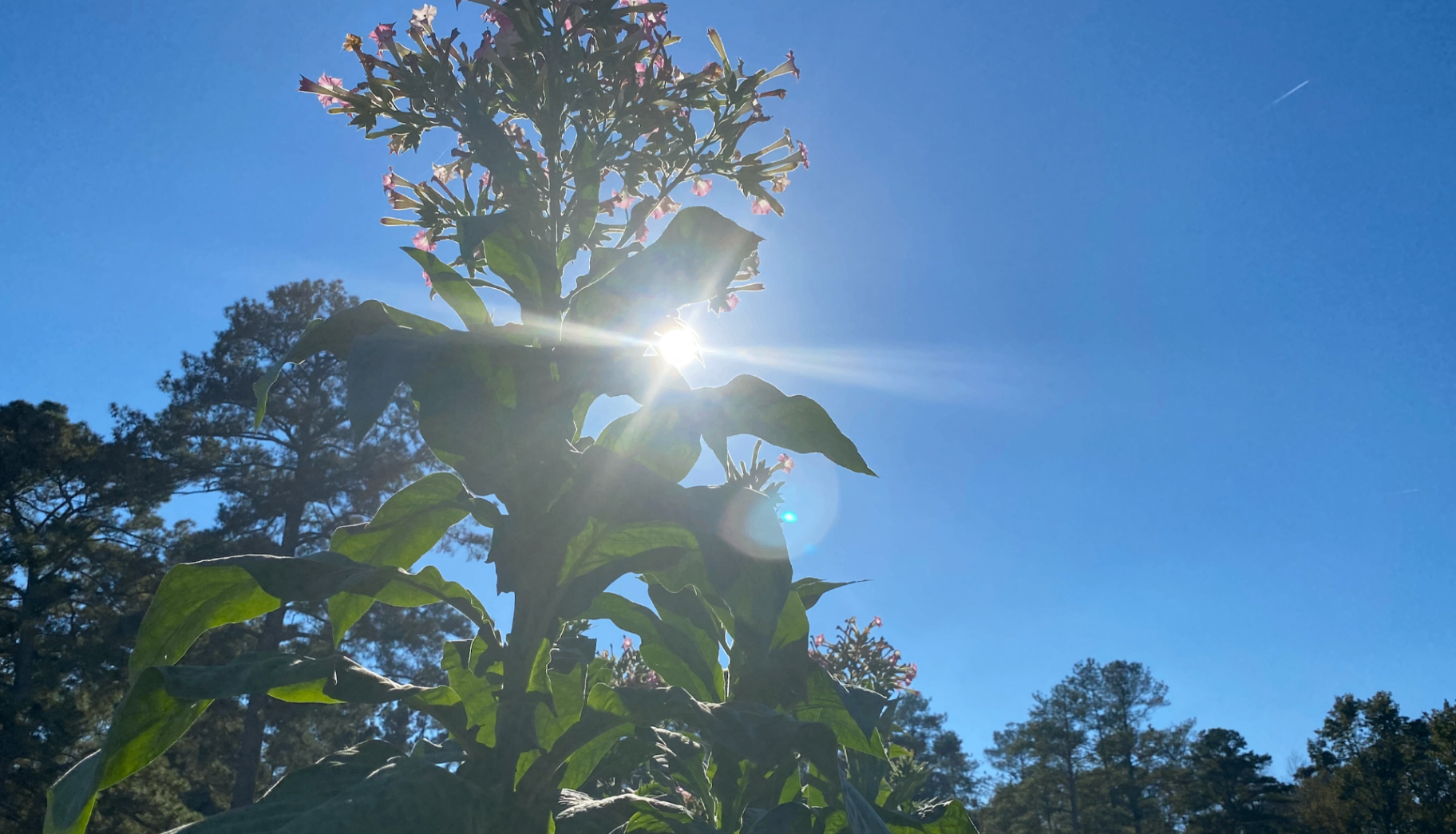 Lumbee Tobacco