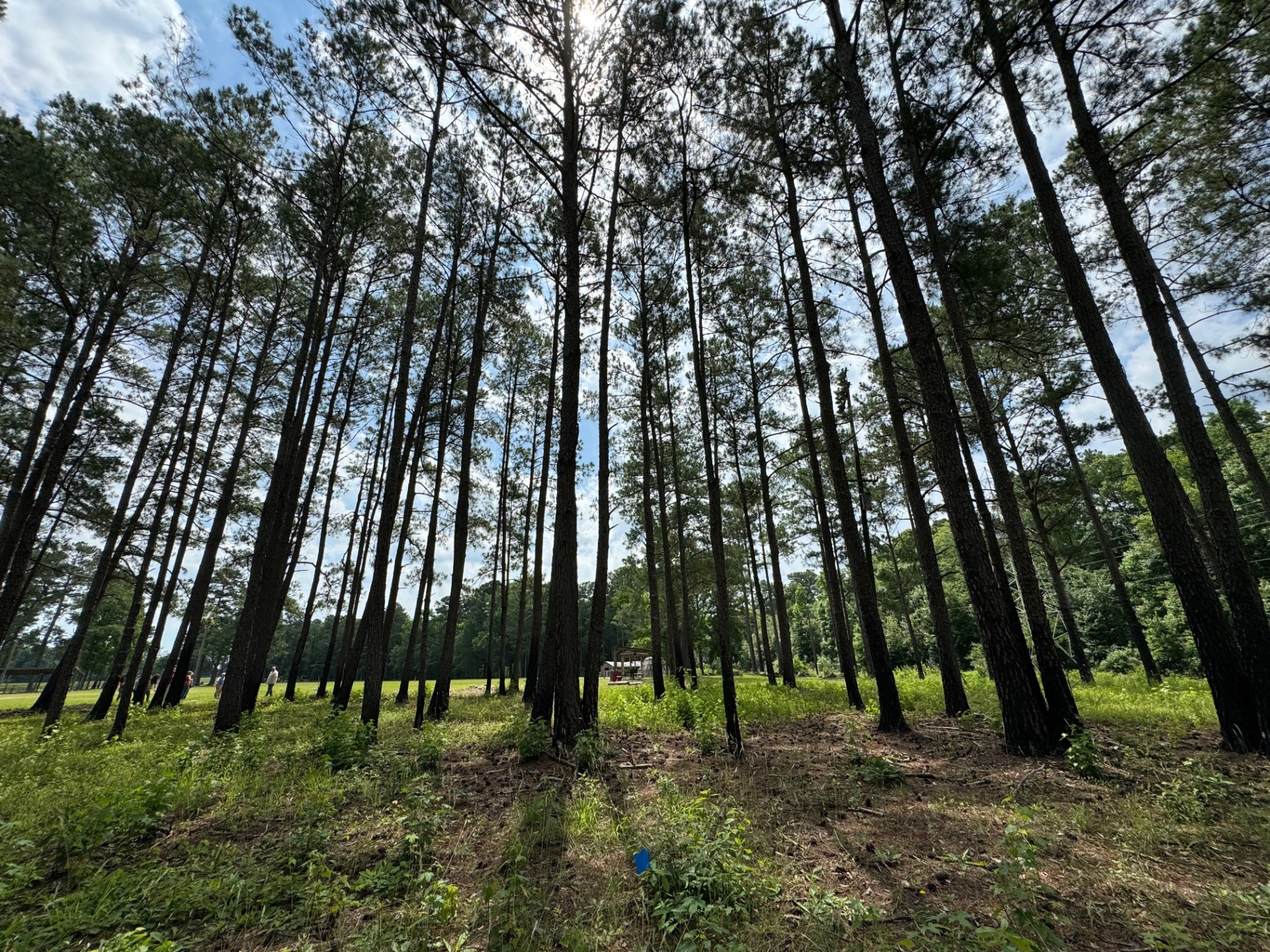Pine Canopy