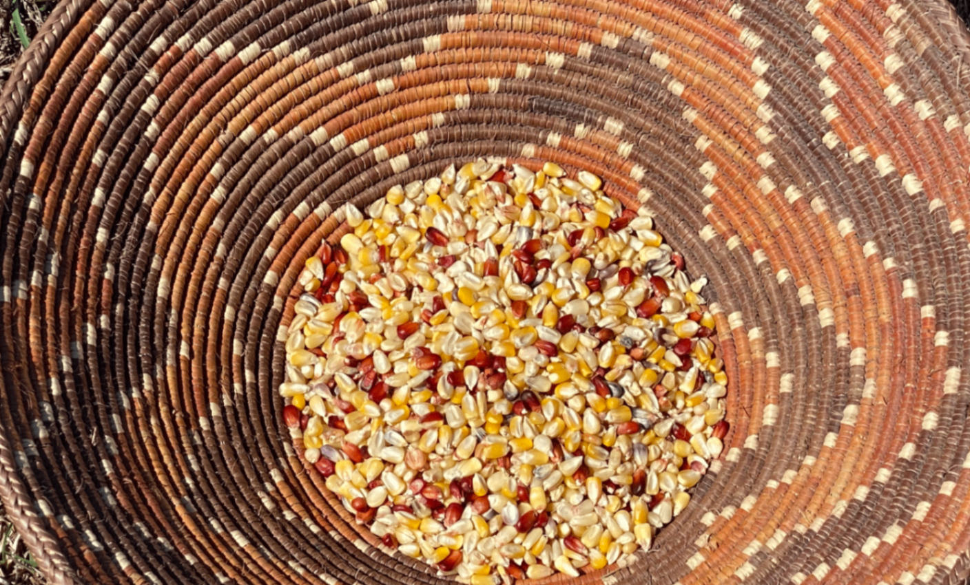 Native Corn