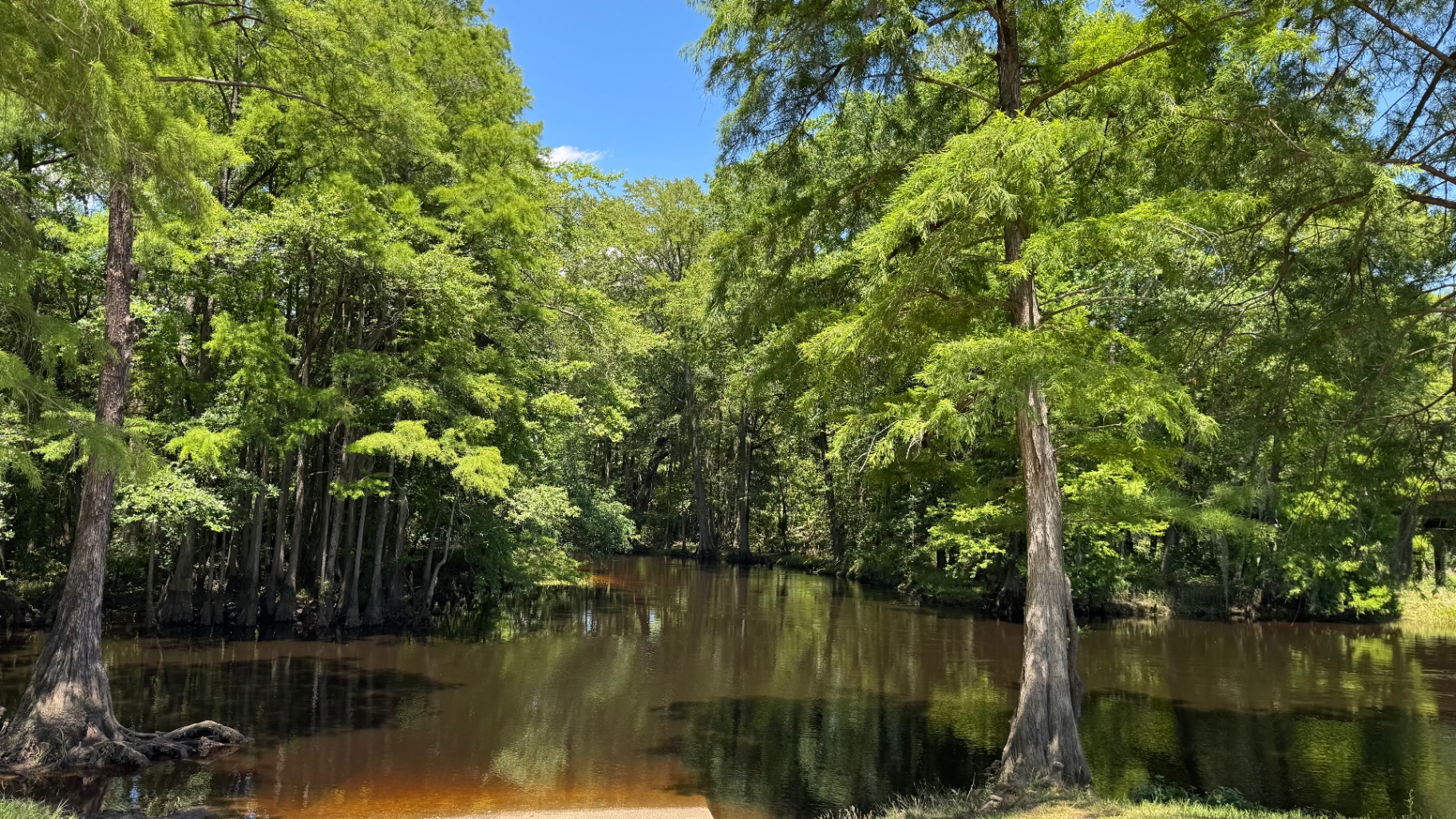 Cypress silhouettes mirrored in tannin-dark river water at dusk near Pembroke, North Carolina.