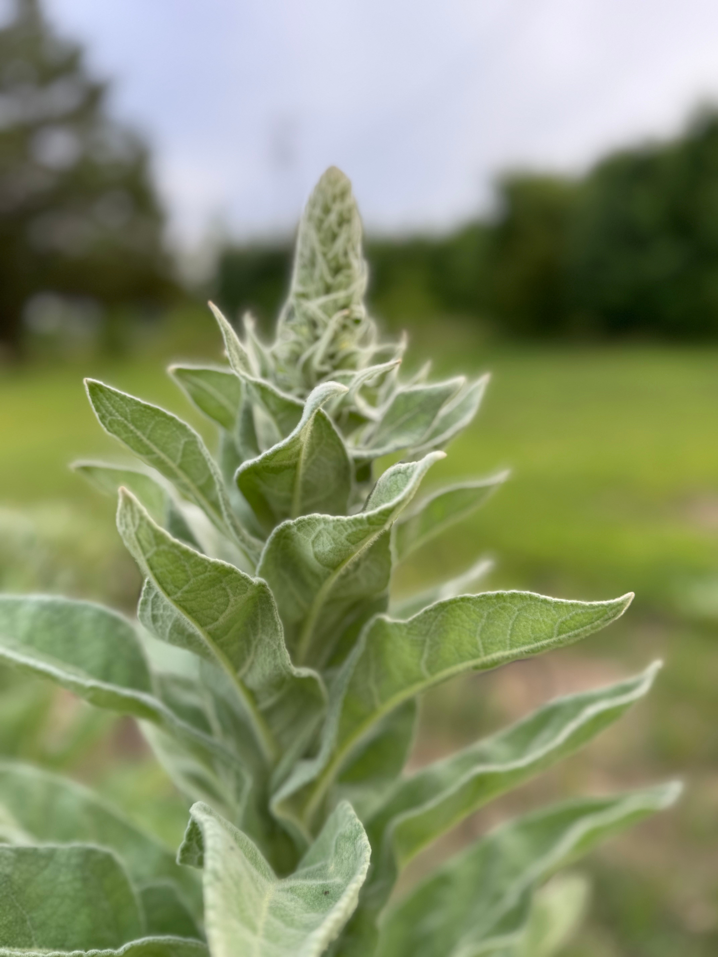 Mullein