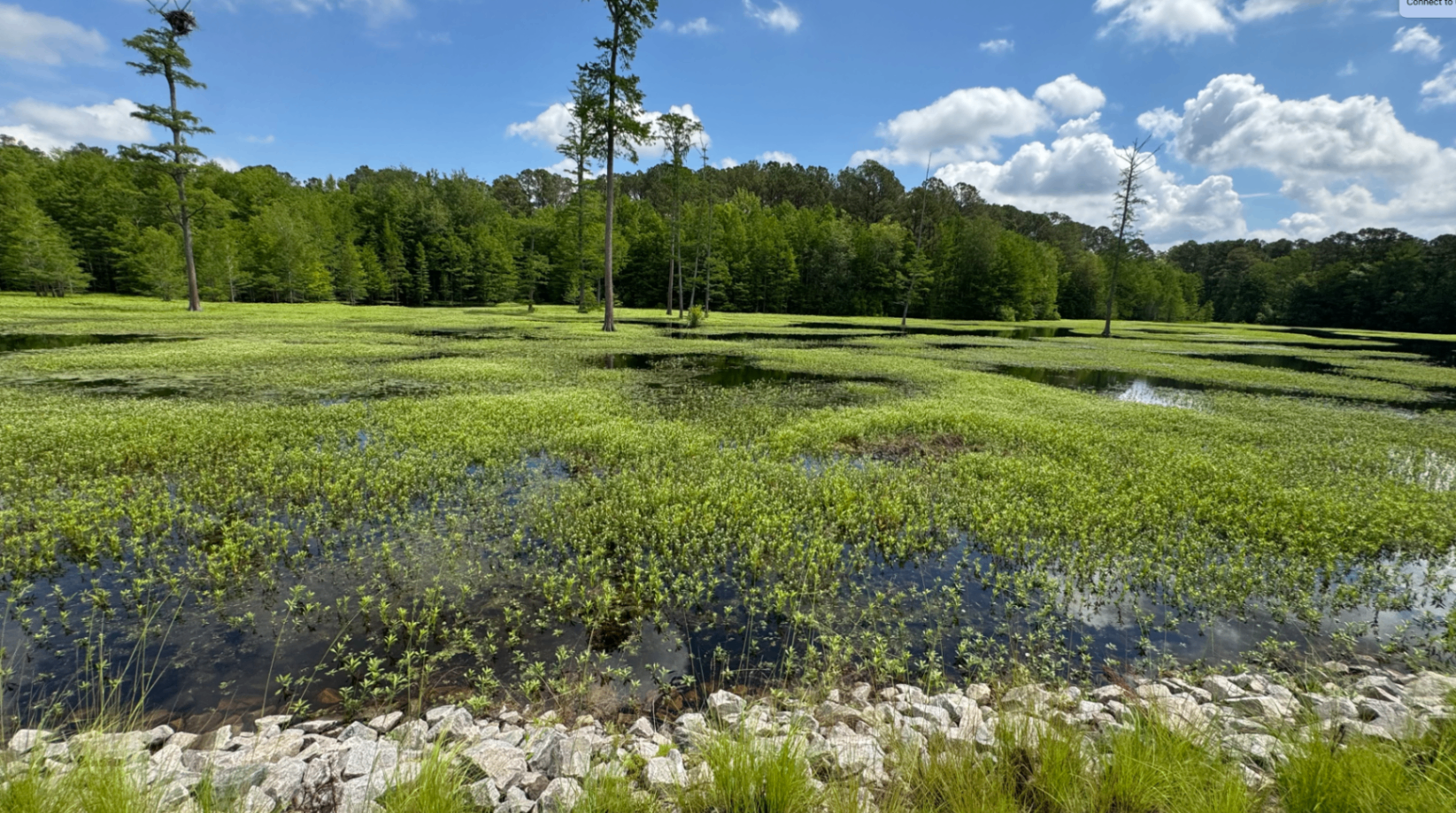 Cypress and wetlands behind the Cultural Center.