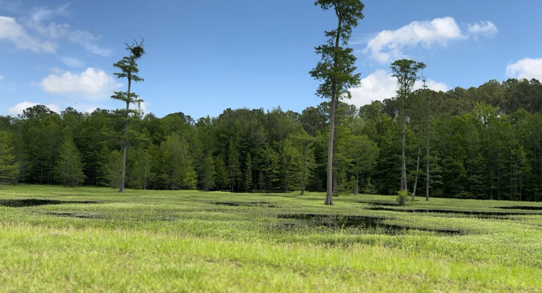 Bald cypress rising above the marsh behind the Lumbee Cultural Center in Pembroke, North Carolina — the wetlands woven into Tribal memory.