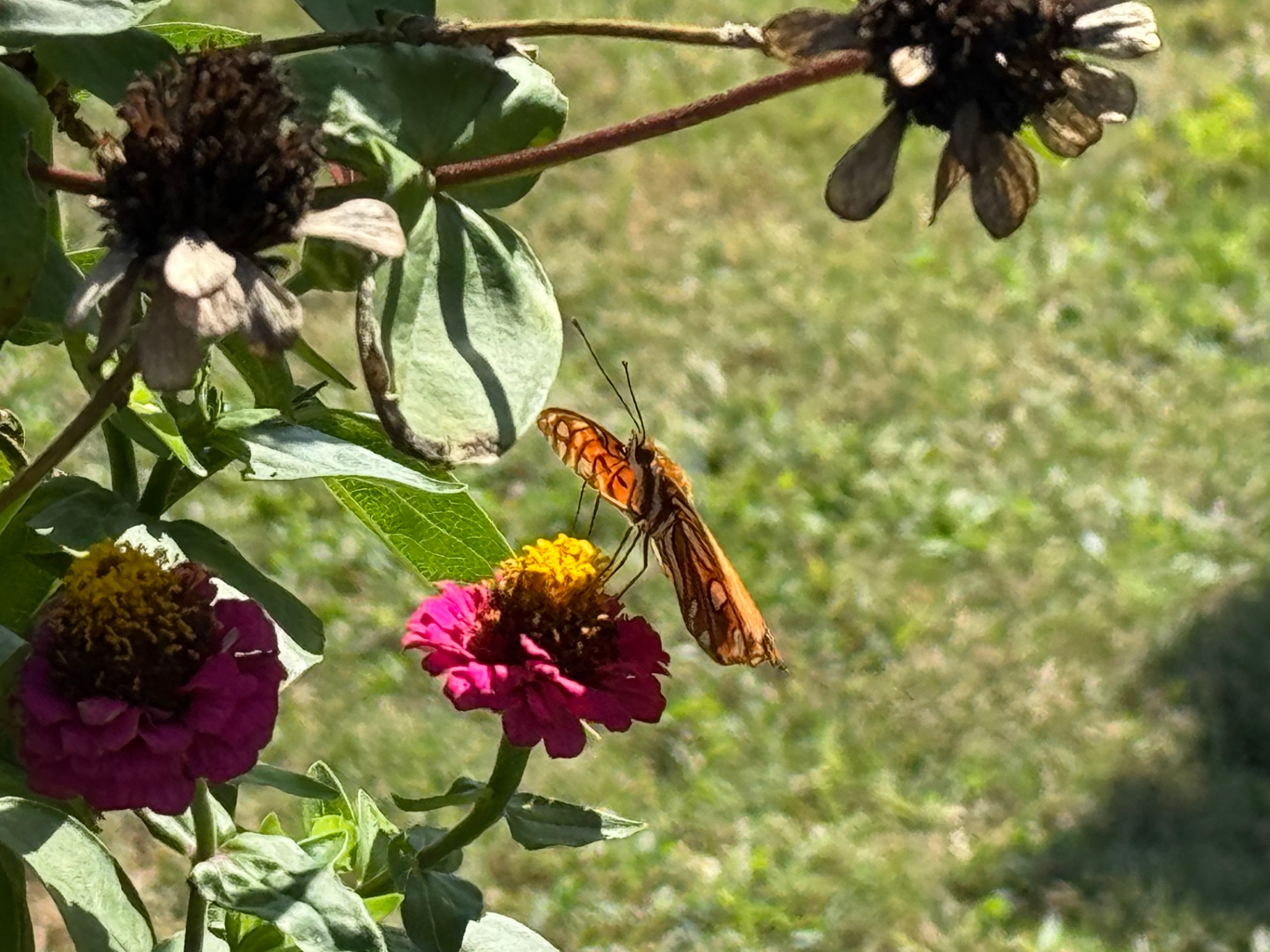 Pollinator in the Zinnias